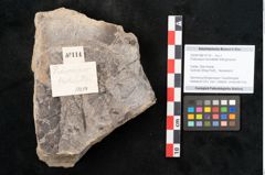 Foto (Objekt + Etikett) von Podocarpus hochstetteri Ettingshausen (NHMW-GEO-2024-0188-10114)